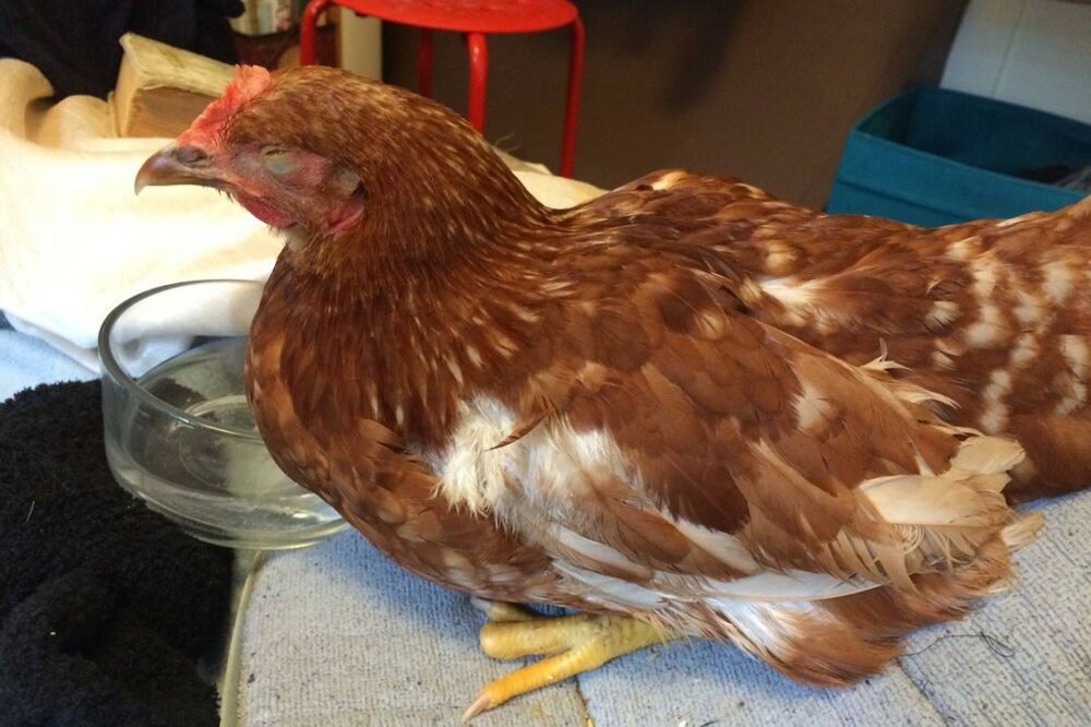 Strawberry, Foto: Facebook