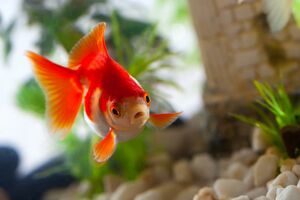 Prevalili 200 kilometara kako bi zlatnoj ribici spasili život