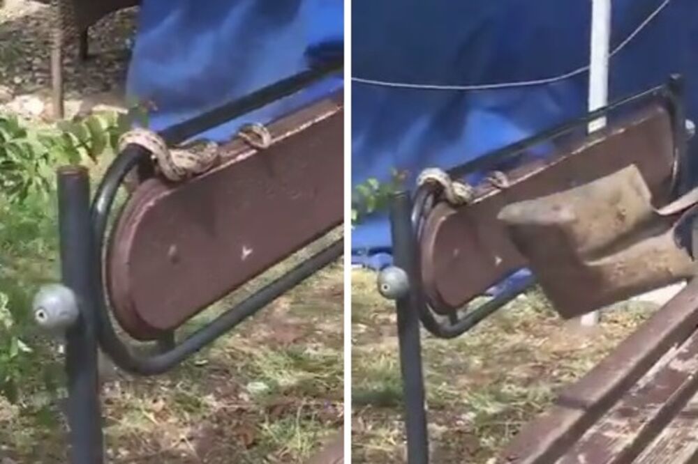 zmija Bar, Foto: Screenshot (YouTube)