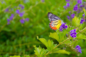 Naučnici otkrili mutaciju gena koja leptiru omogućava savršenu...
