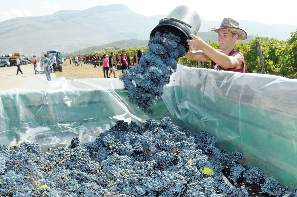 Plantaže, Foto: Luka Zeković