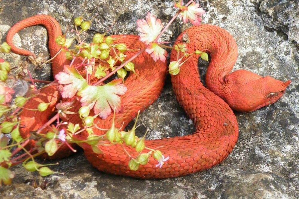 crveni poskok, Foto: Montenegrin wilderness