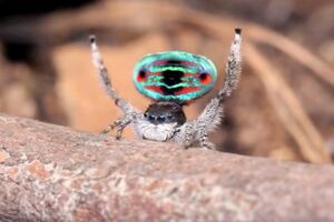 Rasplesani Paun pauk