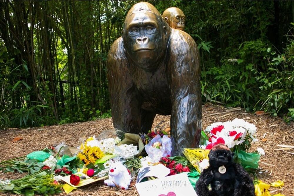 Gorila, Foto: Twitter