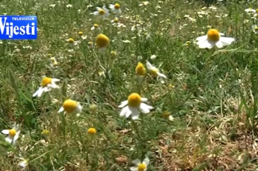 Kamilica, Foto: Screenshot (YouTube)