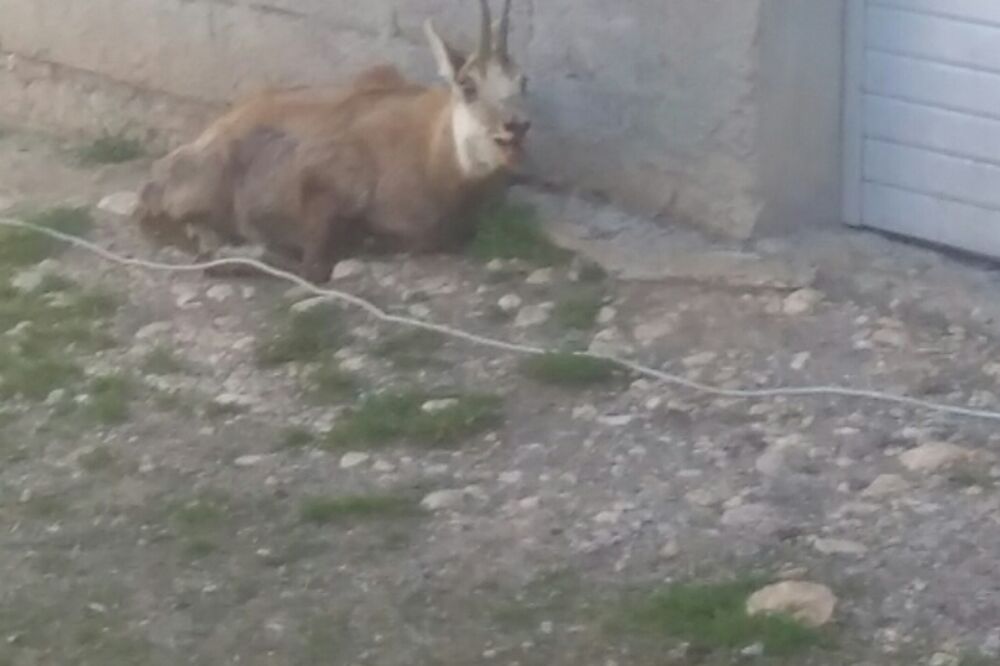 Divokoza, Žabljak, Foto: Privatna arhiva