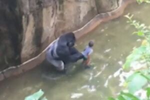 Usmrtili gorilu pošto je dječak pao u njen kavez