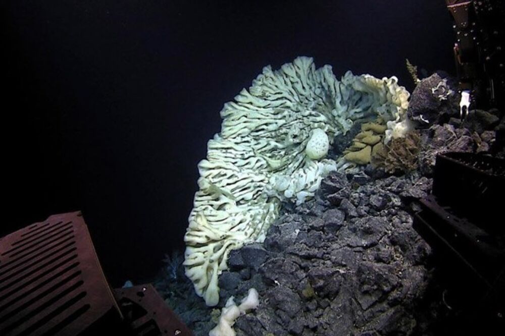 morski sunđer, Foto: Twitter