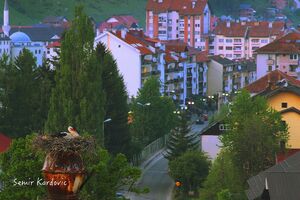 Nada za oporavak populacije roda u Crnoj Gori