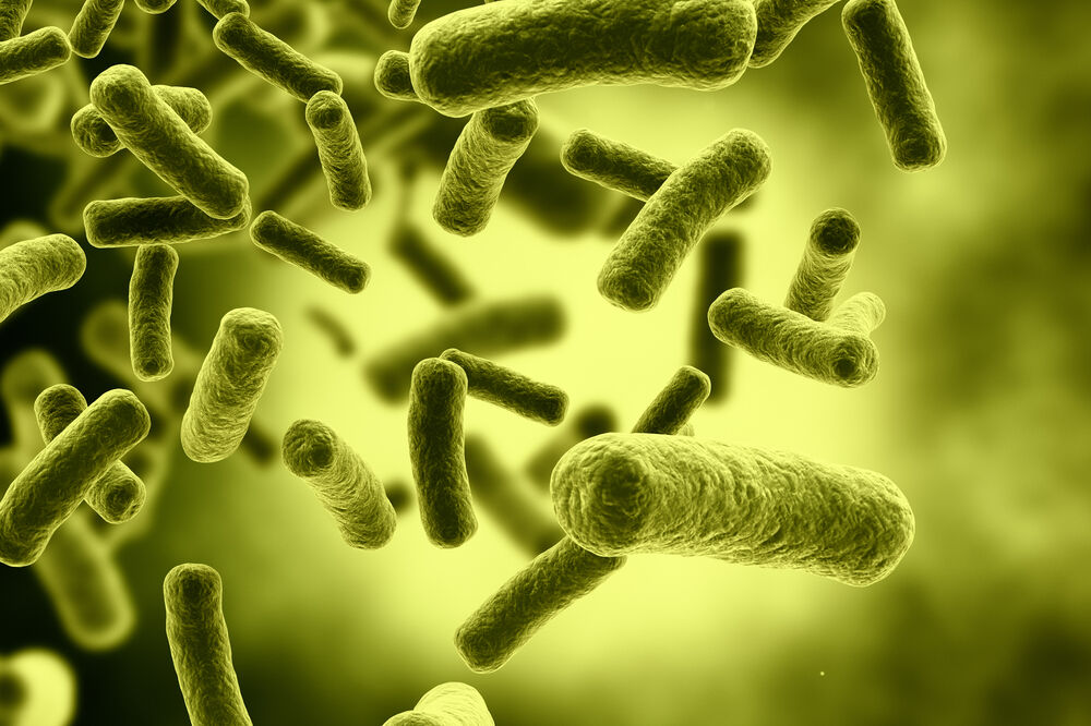 Bakterija, Foto: Shutterstock