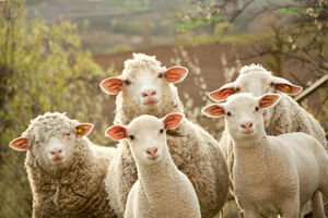 Sumnja se da su ovce u velškom selu pojele kanabis: "Ovo stado je...