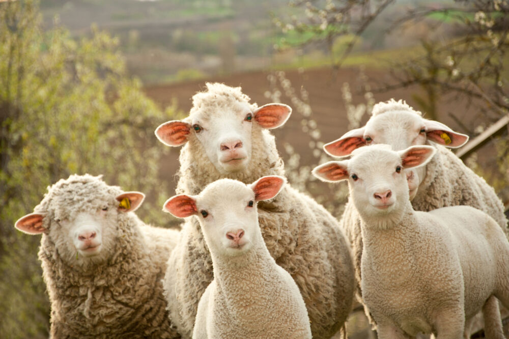 Ovce, Foto: Shutterstock