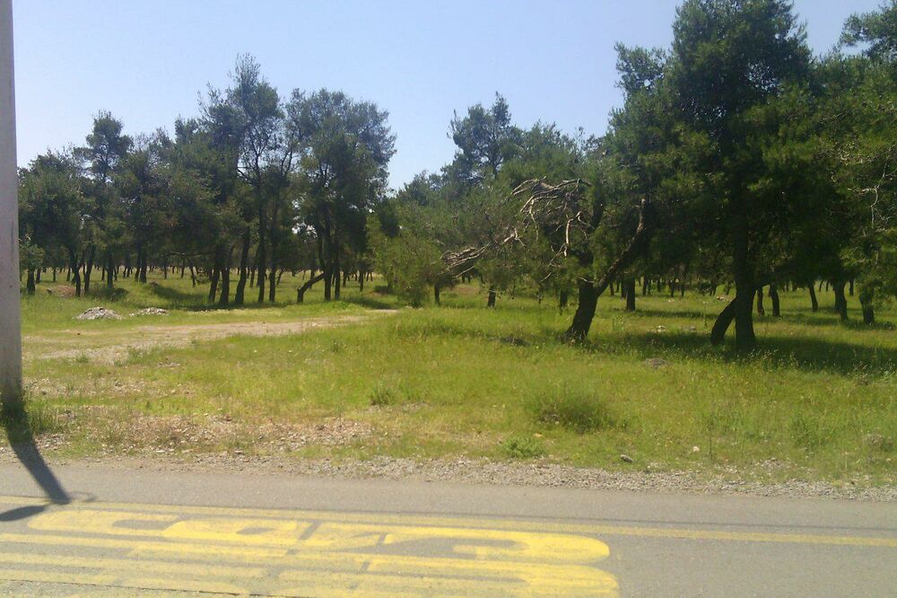 ubistvo, Ajša Beriša, Foto: Vladimir Otašević