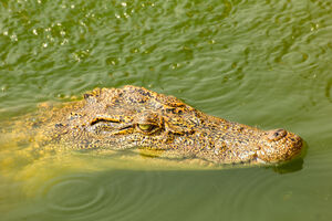 Nilski krokodili ljudožderi pronađeni u močvarama Floride