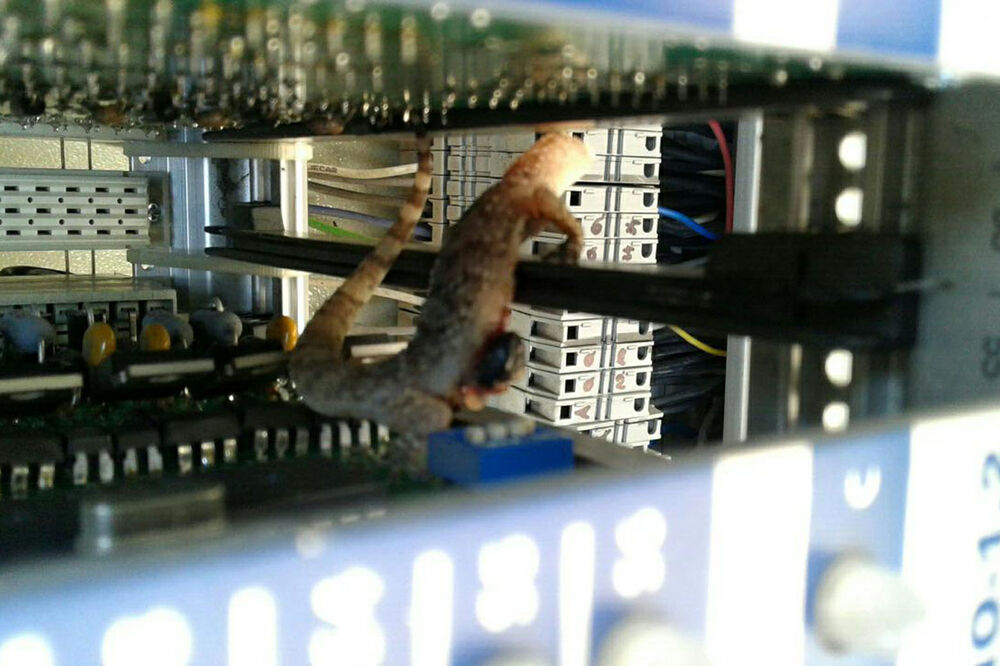 gušter Bar, Foto: JP Komunalno Bar