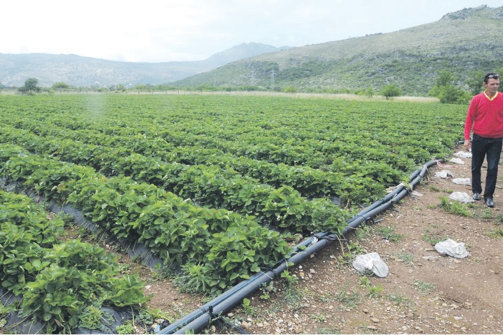 Jagode, Velimir Vujović, Foto: Luka Zeković