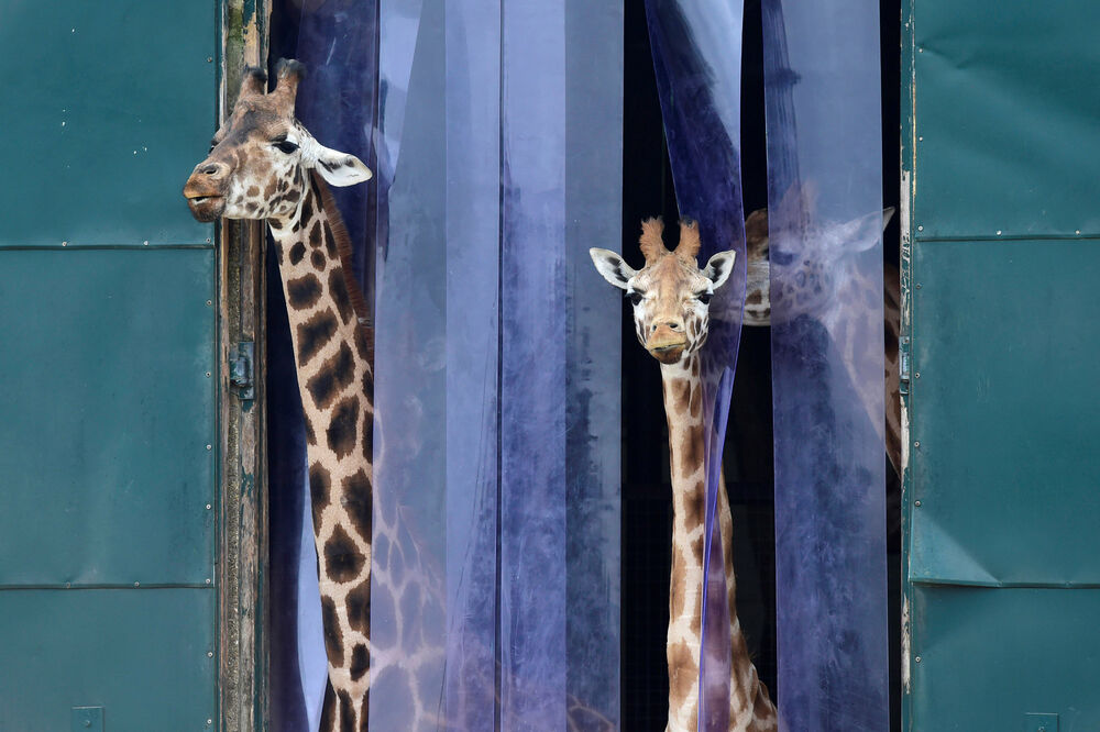 žirafa, Foto: Reuters