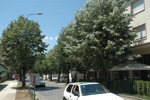 Miris i tuga nikšićkih lipa