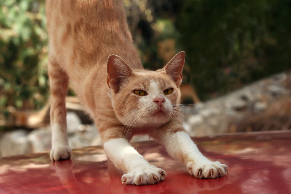 mačka, mačke, Foto: Shutterstock
