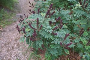 Invazivne biljne vrste zauzimaju sve veće površine u okolini...