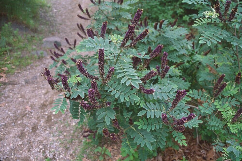 Bagremac, Foto: Green Home