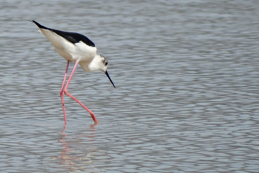 Vlastelica (Himantopus), Foto: CZIP