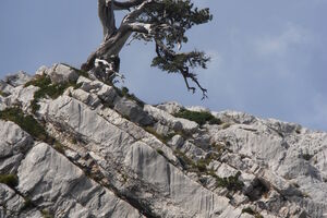 Munika simbol Orjena