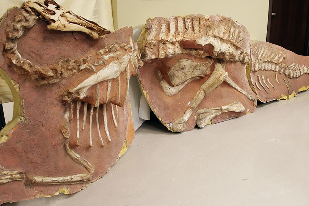 Dinosaurus ostaci, Foto: Reuters