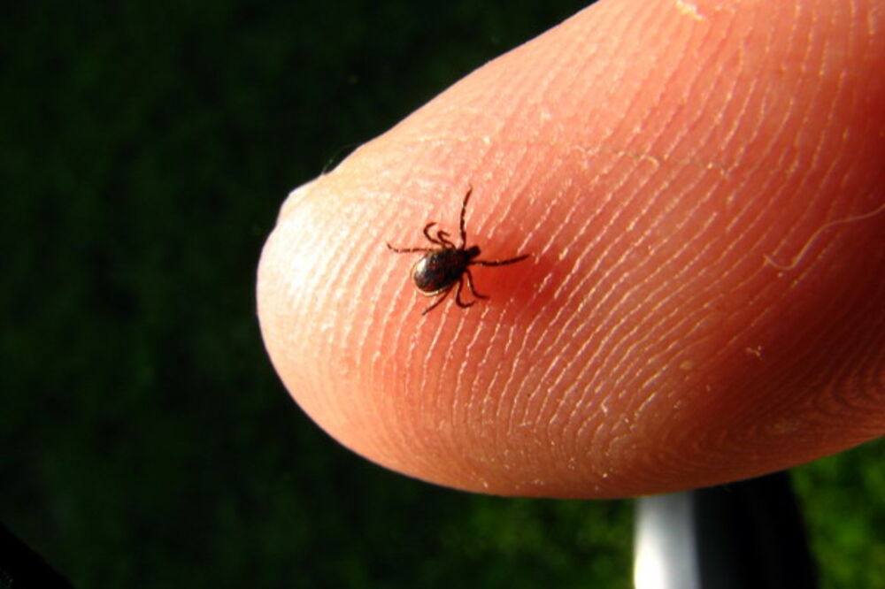 krpelj, Foto: Positime.ru