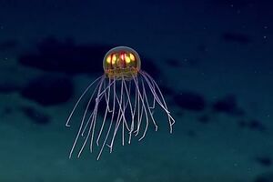 Meduza sa dvije vrste pipaka
