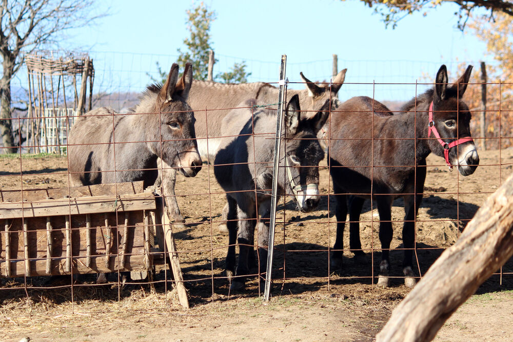 farma magaraca, magarac, Foto: Filip Roganović
