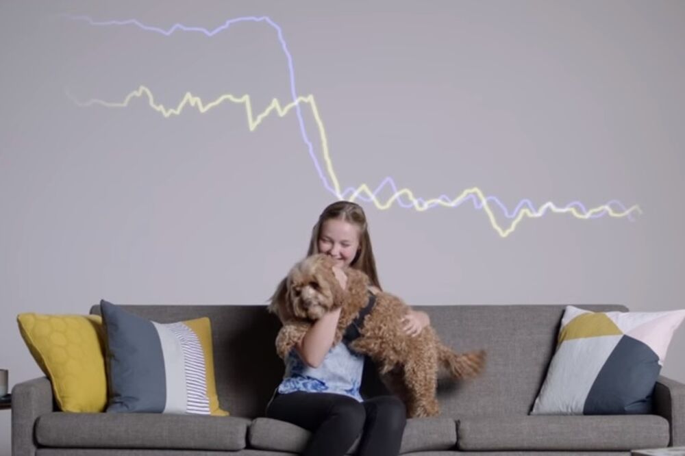 kućni ljubimci, Foto: Screenshot (YouTube)