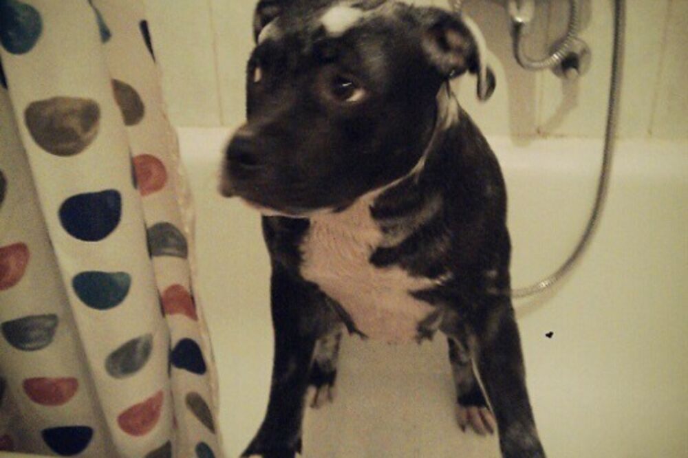 pas se kupa, kućni ljubimac Vilma, Foto: Damira Kalač