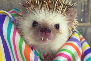 Ovaj jež "vampir" je nova zvijezda Instagrama