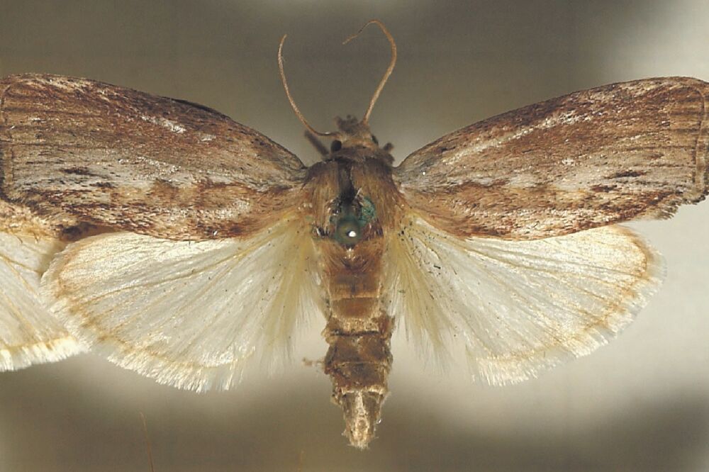 Moljac, Foto: Wikimedia.org