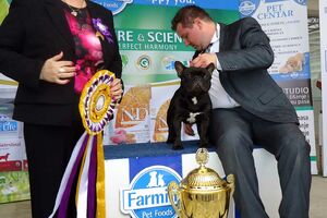 Francuski buldog najljepši pas u Baru