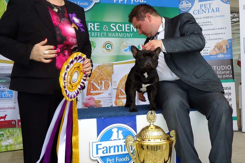 izložba pasa Bar, Foto: Radomir Petrić