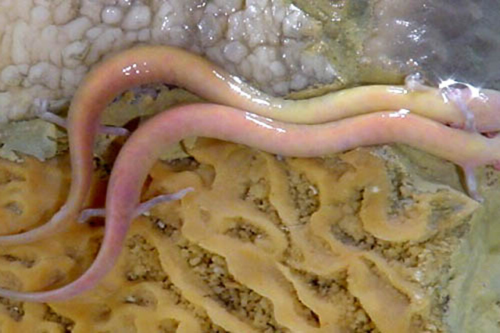 Čovječija ribica, Foto: Wikipedia