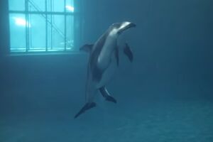 Pogledajte nevjerovatan video rođenja delfina i njegovu prvu igru