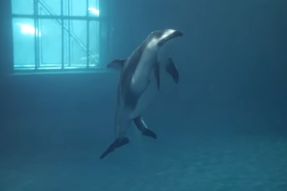 rađanje delfina, Foto: Screenshot (YouTube)