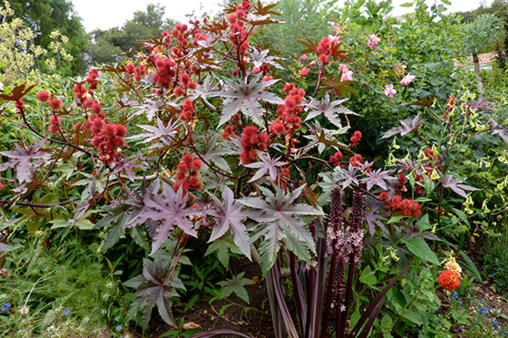 These are the deadliest plants in the world