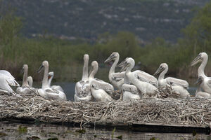 Rekordan broj pelikana u NP Skadarsko jezero