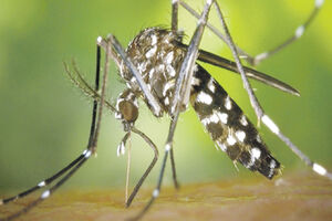 Klimatske promjene pogoduju širenju virusa zika