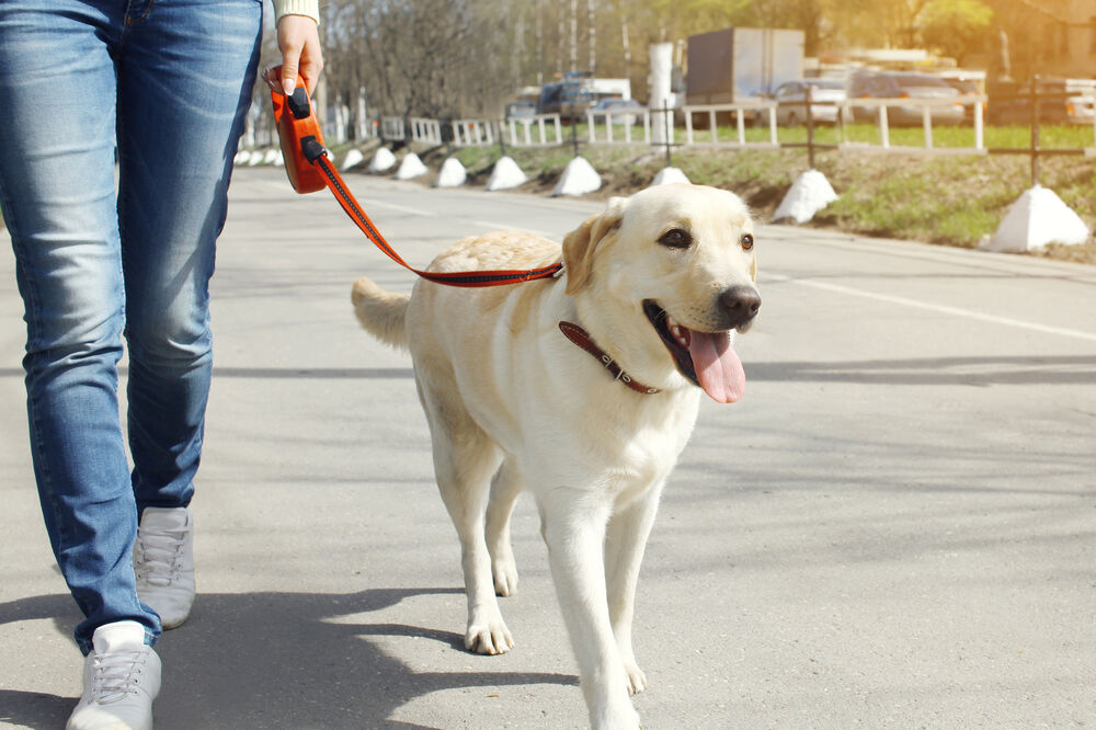 Šetnja psa, Foto: Shutterstock