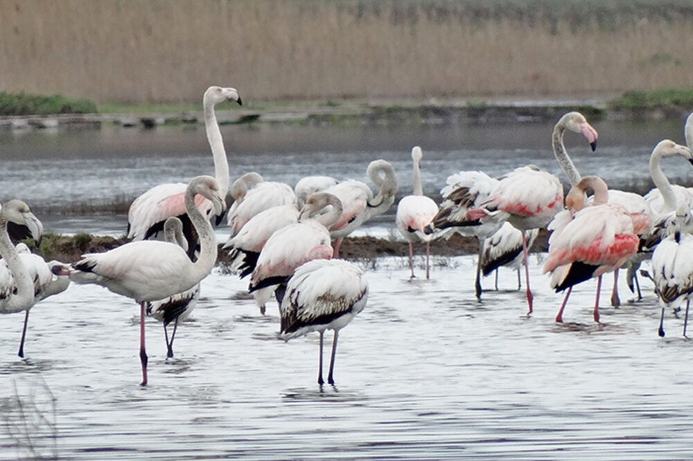 Flamingosi, Solana Ulcinj, Foto: CZIP