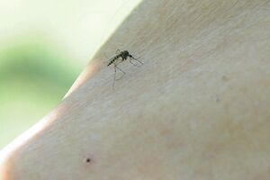 Zika potencijalno prijeti Crnoj Gori