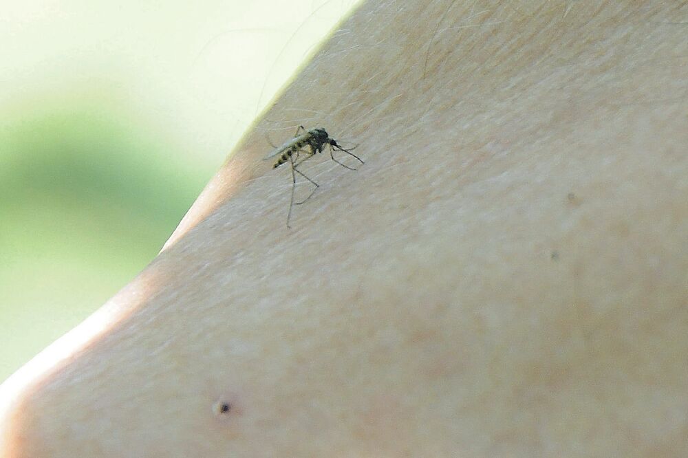 komarac, Foto: Zoran Đurić
