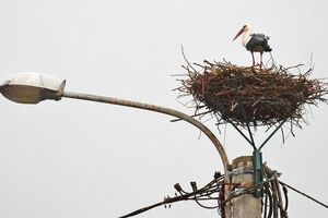 Ne propustite da pogledate priču o beranskim rodama