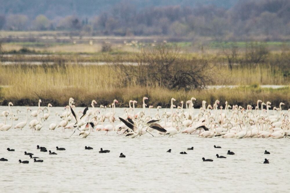 Solana Ulcinj, Foto: Damira Kalač