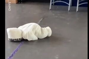 Pogledajte: Najslađi pad je snimljen